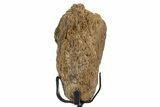 Fossil Hadrosaur Limb Bone Section w/ Metal Stand - South Dakota #339913-2